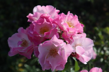 beautiful closeup  pink flowers in the garden