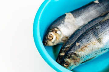 Frozen herring in a blue basin on a white background. Nearby are rubber gloves
