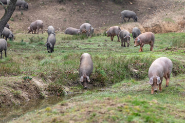 Fototapeta premium Iberian pigs grazing