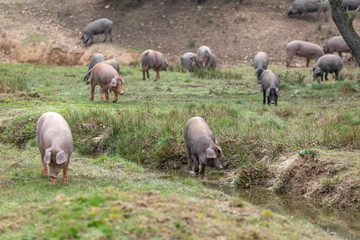 Obraz premium Iberian pigs grazing