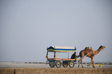 Camel Cart In White dessert Dhordo, Gujarat, India