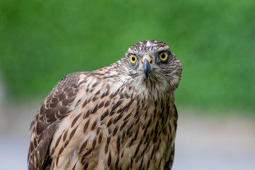 Wild goshawk