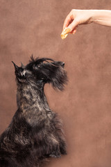 Dog scotch terrier reaches for a tasty piece in the owner's hands