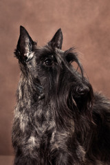 Tortoiseshell dog scotch terrier on a brown background