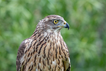 Wild goshawk