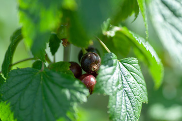 Black currant branch on green foliage background in garden.