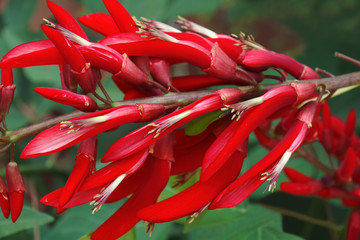 Coral Tree (Erythrina x bidwillii). Called Shrub Coral Tree also. Hybrid between Erythrina herbacea and Erythrina crista-galli.