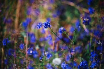 Cornflowers in the field blue blooms. background with blue flowers