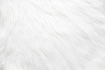 Fototapeta na wymiar Light, white, furry coat background. Empty place for text. Closeup. Top down view.