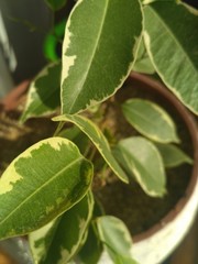 green leaves of plant