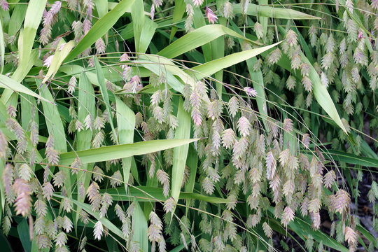 Northern Sea Oats (Chasmanthium latifolium). Called Woodoats, Flathead Oats, Upland Oats, Inland Sea Oats and River Oats also.