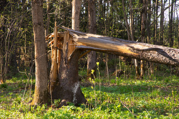 Forest near Abramtsevo colony. Russia