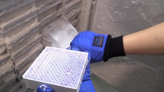 hand with tweezers taking frozen biological blood and tissue tube samples in freezer of biobank. Blood being kept at very low temperatures in a laboratory.