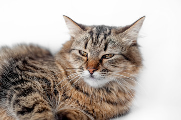 lying cat on a white background