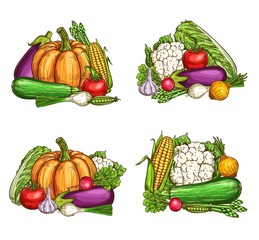 Vegetables, healthy vegetarian food, farm vector veggies. Natural broccoli eggplant, corn and cauliflower, chinese cabbage, pumpkin and garlic, tomato and pea, onion and radish, asparagus and zucchini