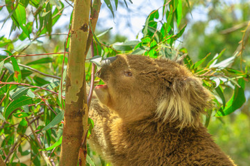 Portrait of adult koala bear eating eucalyptus leaves at Phillip Island in Victoria, Australia. Many forests are destroyed by bushfires and Koalas are placed in Australian centers and reserves.