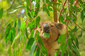 Portrait of adult koala bear eating eucalyptus leaves at Phillip Island in Victoria, Australia....