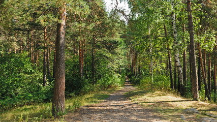 Footpath in beautiful summer forest