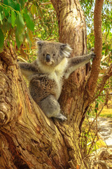 A koala bear on eucalyptus trunk along koala boardwalk at Phillip Island, near Melbourne in Victoria, Australia. Koala Conservation Centre. Vertical shot.