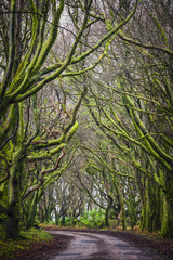 Green mossy beech tree avenue 
