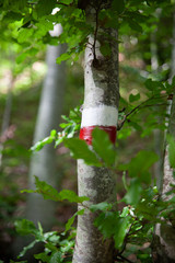 tronco segnato con colore rosso e bianco