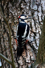 The great spotted woodpecker from the willow forest