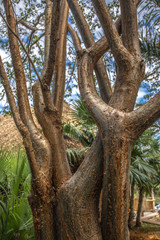 Ceiba tree trunks