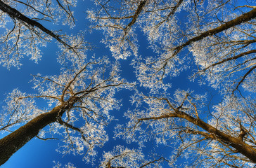 Fototapeta premium winter forest. crowns of trees against the sky. hoarfrost on tree branches