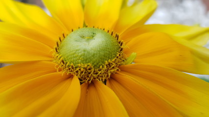 closeup of yellow flowers
