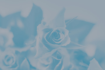 Pale gray and blue colors gradient background, floral rose pattern