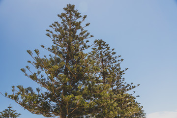 Obraz premium Norfolk Island pine trees shot in Western Australia in summer