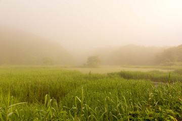 福島　夏の五色沼