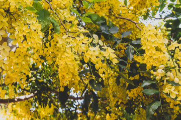 golden shower tree or cassia fistula shot at shallow depth of field under strong sunshine