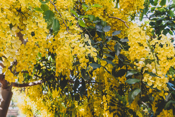 golden shower tree or cassia fistula shot at shallow depth of field under strong sunshine