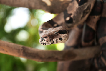 Brown boa constrictor on tree branch outdoors