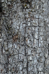old tree bark texture background