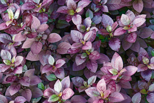 Purple Prince Joyweed (Alternanthera brasiliana 'Purple Prince'). Called Brazilian joyweed also.