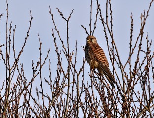 kestrel ion a branch