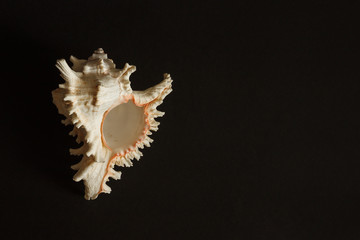 Sea shell on a dark background. Copy space.