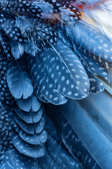 the background from feathers - macro photo