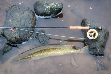 Sea pike fishing on fly rod