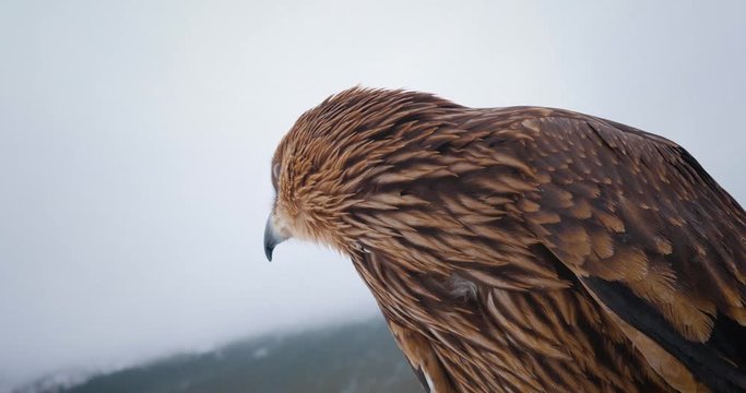 A big bird eagle or hawk or golden eagle sits on a background of mountains. Close-up 4k
