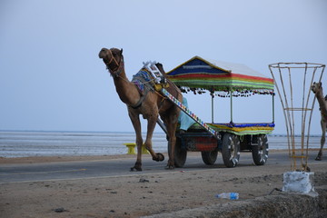 camel in the desert