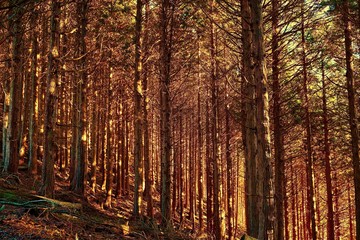 Fototapeta premium 金の木