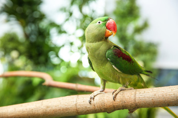 Beautiful Alexandrine Parakeet on tree branch outdoors