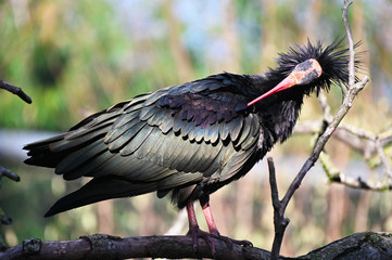 a bald ibis eremita rests on a branch