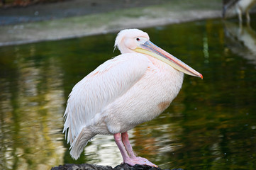 pelican in the water
