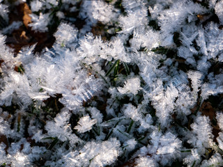ice fractals on the ground