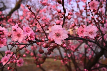 Obraz premium Cherry Blossoms Blooming in Shanghai, China