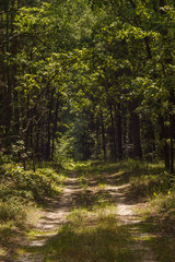 Obraz premium Forest road. Sun rays illuminate the dark forest. Background. Summer